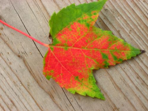 Changing Leaf - Is it fall already?