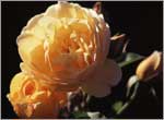 Graham Thomas - Honey scented, luscious David Austin rose