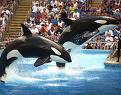 Seaworld  - Seaworld, Here We Come!