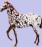 Appaloosa Horse - This is a painting of one that I did a couple of years back.