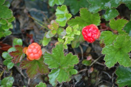 cloudberry2 - This is a photo showing where cloudberry growes.