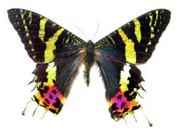 Moths - Moths are pretty too. :oD