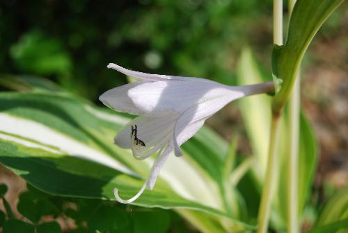 Hosta - My hubby took this picture from my flower garden. Hosta in bloom
