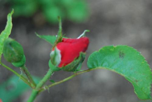 New Rose Bud - I took this pic in MA...i love it!