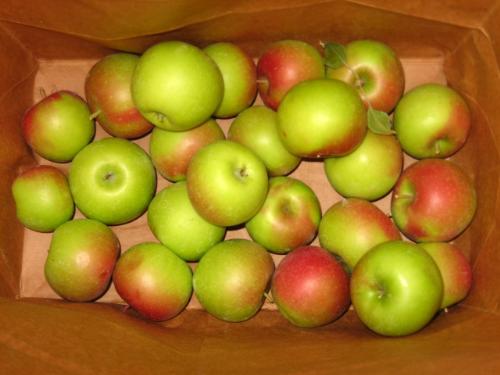 Small Apples - Thinned from my Honeycrisp tree