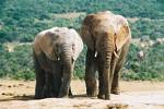 Elephants... - Elephants. Do Indian and African elephants differ in any way??
