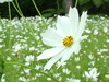Dancing Flower!:) Love this shot! - This was taken at Eden Park in Davao City. It's a great shot! :) Luuuv it! (',)