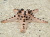 Beautiful Starfish! :) - Taken at Pearl Farm Beach Resort in Davao City, Philippines. The place is really paradise! :)