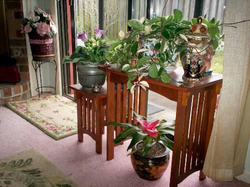 Three Plants - Left- Gloxinia, Right- Hoya Tri-color (Waxplant) Bottom - Bromeliad