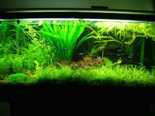 My 3 Ft Planted Tank - Hi This is my 3 feet planted tank (about 48 gal). Specs of this tank are as follows:Tank size: 3 feet (90x45x45cm) Lighting: 4 x 36w PL Filtration: external canister filter Water temperature: 26 degree celcius Plants: cryptocoryne crispatula var. balansae, c parva, c wendtii, Echinodorus tenellus, E osiris, E uruguayensis, Aponogeton ulvaceus, Nymphaea Lotus, Hygrophila deformis, Anubias barteri var nana, Anubias nana petite, Pogostemon helferi 'downoi', crinum calamistratum, Riccia fluitans Fish/Invertebrates: 10 x Paracheirodon axelrodi, 1 x otocinclus affinis, 2 x common bristlenose plecos, 2 x albino long-tailed plecos, 1 x horse-faced loach, 2 x Siamese Algae Eaters, 20 x yamato shrimps, many cherry shrimps.