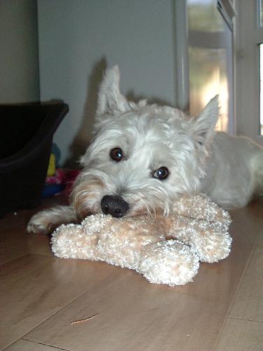 Dougal and his doggy - Dougal playing with his favorite toy.
