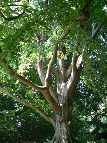 Karen Blixens grave - This is the tree under which Karen Blixen, author of Out of Africa is buried, at her birthhome Rungstedlund in Denmark.