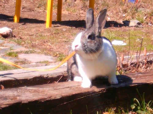 Pets - This is Mr. Sophie.. what a cutie..but what a bad bad bunny he is!!