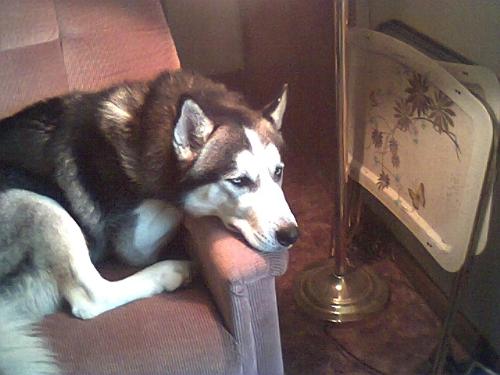 Damon in his chair - This is our Siberian Husky Damon relaxing in his recliner infront of the window. He enjoys laying in recliners watching the birds play outside.