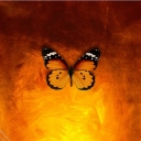 Butterfly - Orange Butterfly