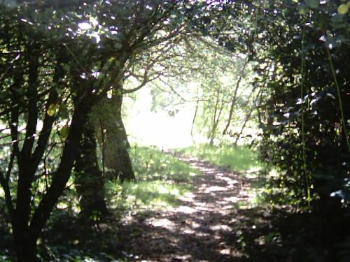 Woods in Apex Park Highbridge somerset England - Here is a photo of some trees in a park with a fishing lake in Highbrifge, Somerset, UK