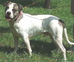 Alapaha Blueblood Bulldog - Commonly mistaken for a Pit Bull