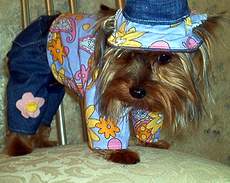 Hippy Dog - A hippy outfit for Gissi