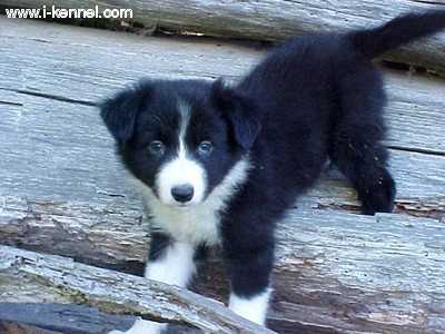 Border Collie - Puppy