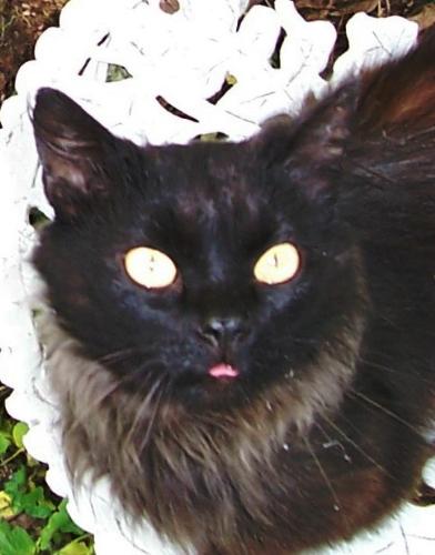 jack the ripper - Another one of my 20 cats- JACK THE RIPPER, or Blackjack or just Jacky. A very sweet little guy and father to most of the cats in the yard! Tons of cool stories of Jack but this one is just for all of you cat lovers to get a peek at cutesy cat photos that ONLY we catlovers care about.