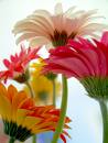 Life is beautiful. \(",)_ - I love daisies! (",)