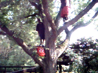 my boys best of friends - hiding from me in the tree