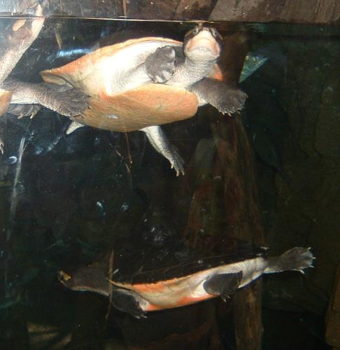A picture taken at the National Aquarium in Baltim - A picture taken at the National Aquarium in Baltimore
