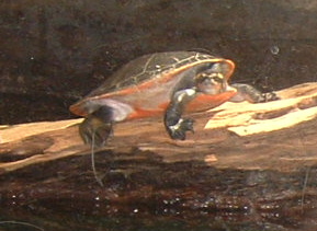 A picture taken at the National Aquarium in Baltim - A picture taken at the National Aquarium in Baltimore
