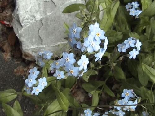 flowers - another pic