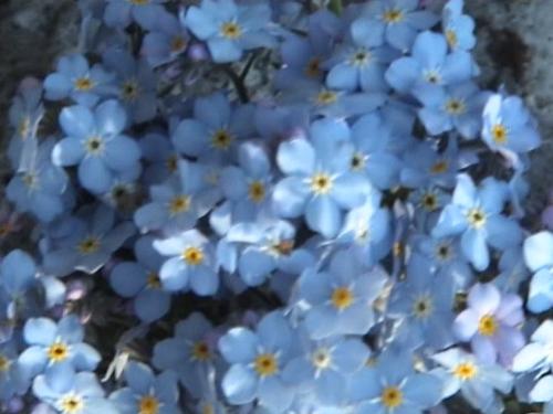 flowers - and another pic