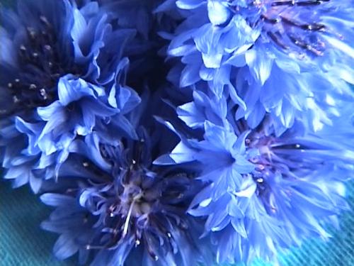 blues - my pics