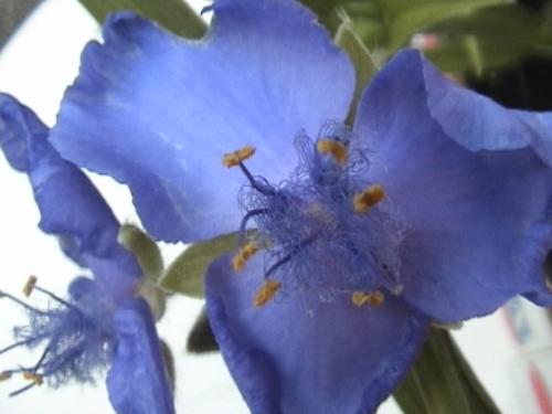 flower - another blue one