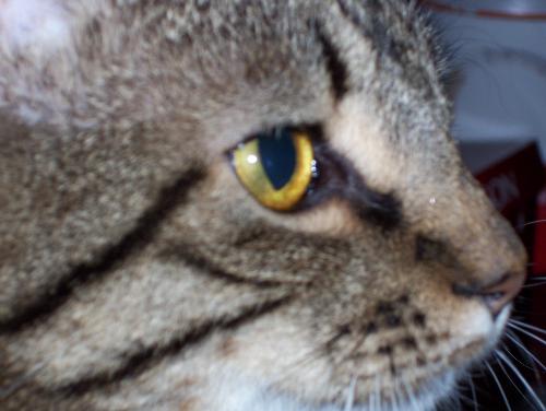 Tabby, Kiper - My tabby cat, Kiper