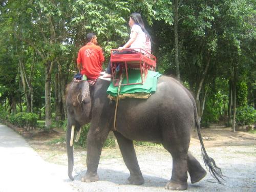 my first elephant ride - My first ever elephant ride! I have greater appreciation for this large but gentle animal, i think he's funny, friendly and loving after i watched elephants in an elephant show and after my first ever elephant ride!
