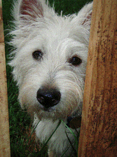 Ben the Westie - Ben is a West Highland White Terrier. He was born on September 12th. He is the greatest and most down to earth dog you will ever encounter!