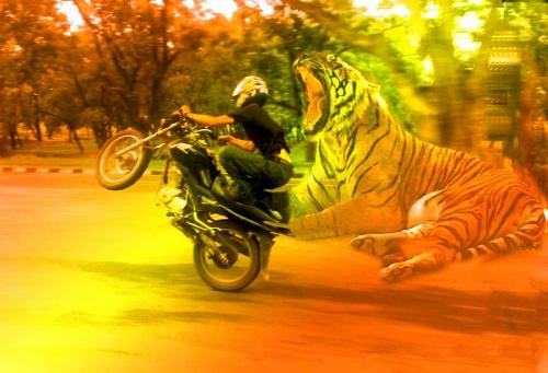 stunts - stunts..on the road side..do you like that reply