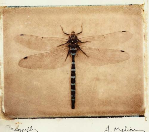 A Dragonfly - This is a photo of a dagonfly..it is one of the creatures that I find interesting...