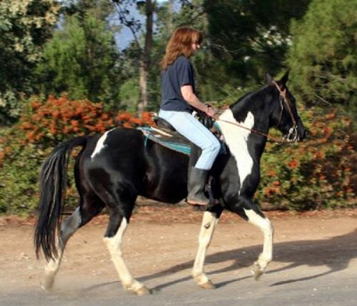 Morgan Horse - Reduction herd sale, must make room for more horses.