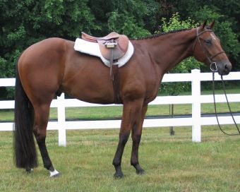 Quarter Horse - Just a picture of nice quarter horse gelding.