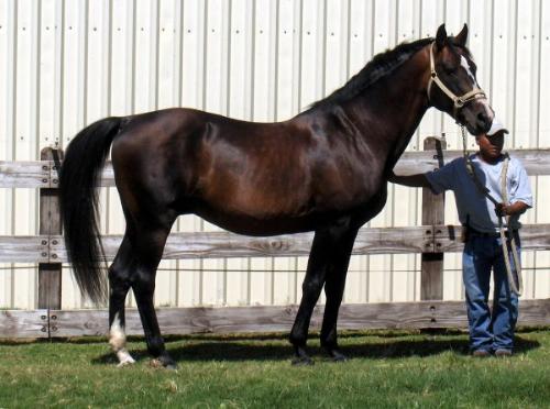 Holsteiner - Holsteiner / Dutch Yearling by Soloman