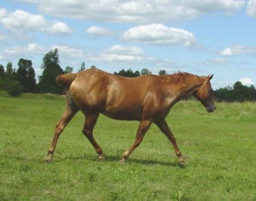 Sweet Mare - Georgeous Sweet Mare in foal to Clear Vision