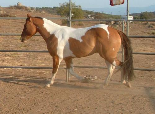 Dun Paint Stallion - Nice Dun Pain Stallion. Tobiano