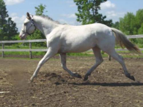 Appaloosa Gelding - Chustnut Appaloosa Few Spot Gelding.