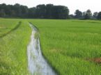 Rice field in Eastern Arkansas - This is a photo that I took of a rice field just outside of Clarendon, Arkansas. It shows the rice all green and pretty and the irrigation ditches full of water. Arkansas is one of the biggest rice producers in the world.