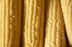 Ears of fresh corn on the cob - Corn is a staple in America. Just about all restaurants that serve vegetables will have it on their menu. It is great served right on the cob, slathered with lots of butter and sprinkled with salt and pepper. You can freeze it easily too.