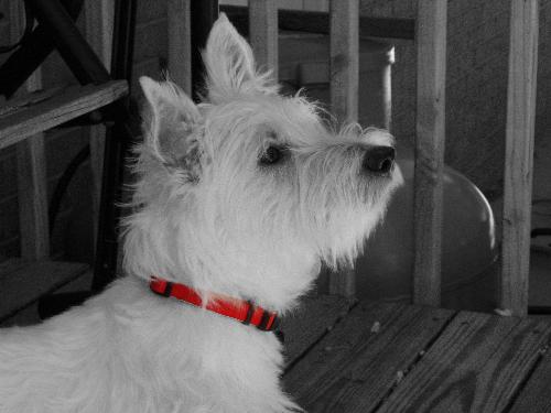 Photoshopped Westie - My westie is the inspiration for my photography. He loves to be photographed. This is of him before he ran after a squirrel. I edited it on Paint Shop Pro and left his collar red.