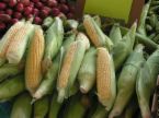 ears of corn at the Little Rock Rivermarket - Photo is of a farmer's crop of corn, taken at the River market in Little Rock, where the farmer's market takes place on Tuesday and Saturday. You can see a wide variety of home grown fruits and vegetables there and purchase them for a fraction of the cost of the local stores.