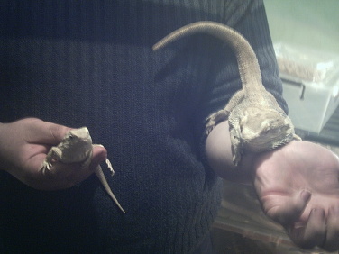 lizards - picture shows Pogona vitticeps and Pogona henrylawsonii