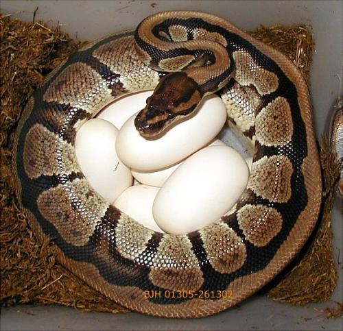 ball python - this is a picture of a normal royal python also known as a ball python, with her eggs which unless physically moved she will stay around them, with the rare occasion of moving if she needs to gather more heat until they hatch. of which she doesnt eat.