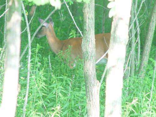 Deer Hiding in Trees - I took this one of a deer.